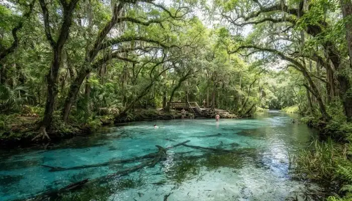 A crystal-clear freshwater spring surrounded by lush green overhead oak trees in Ocala National Forest.
